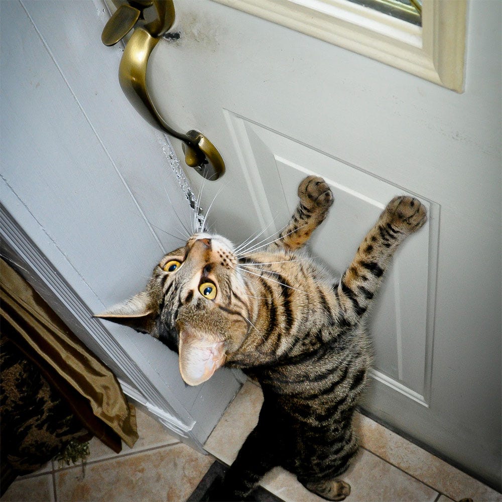 cat door darting